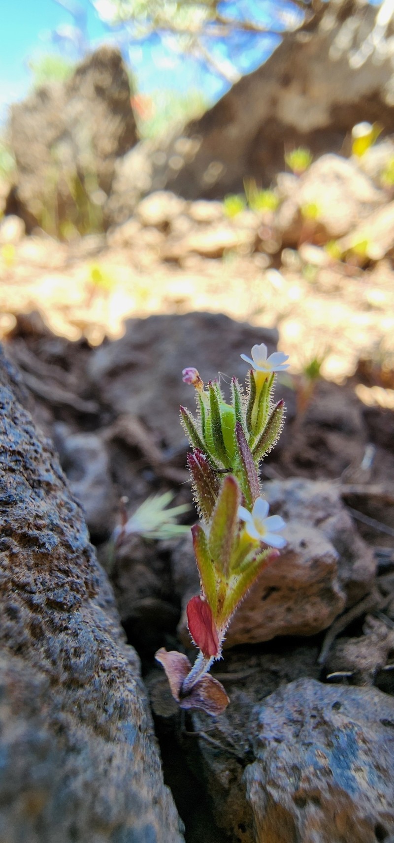 Microsteris gracilis var. humilior photo 7