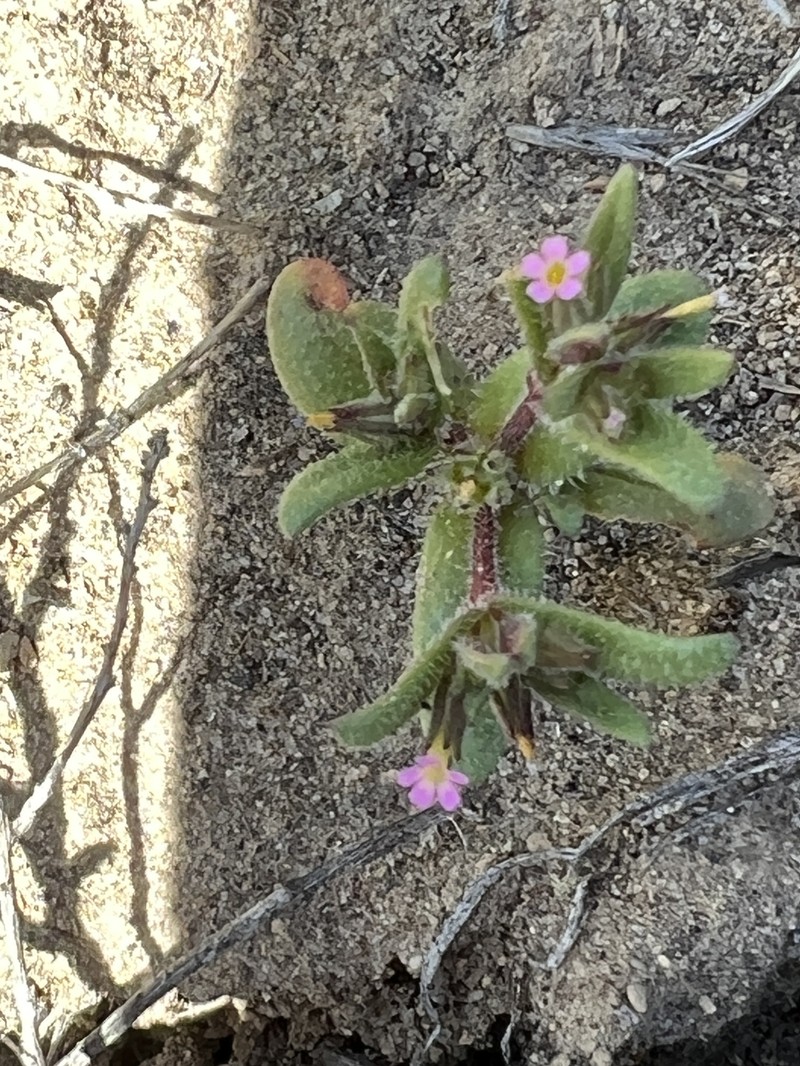 Microsteris gracilis var. humilior photo 8