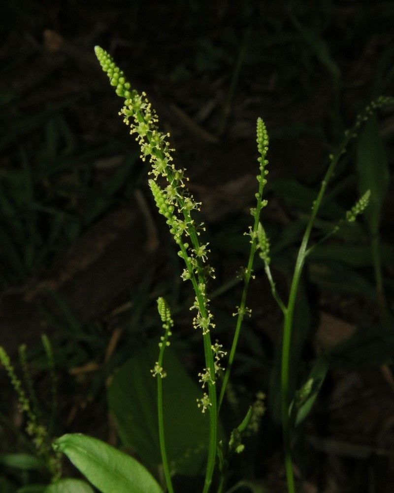 Microtea celosioides
