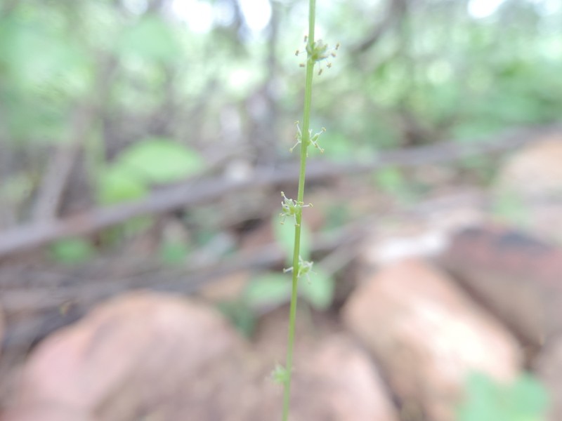 Microtea celosioides photo 2