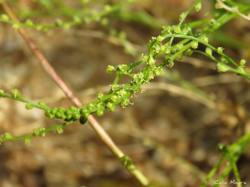 Microtea celosioides photo 3