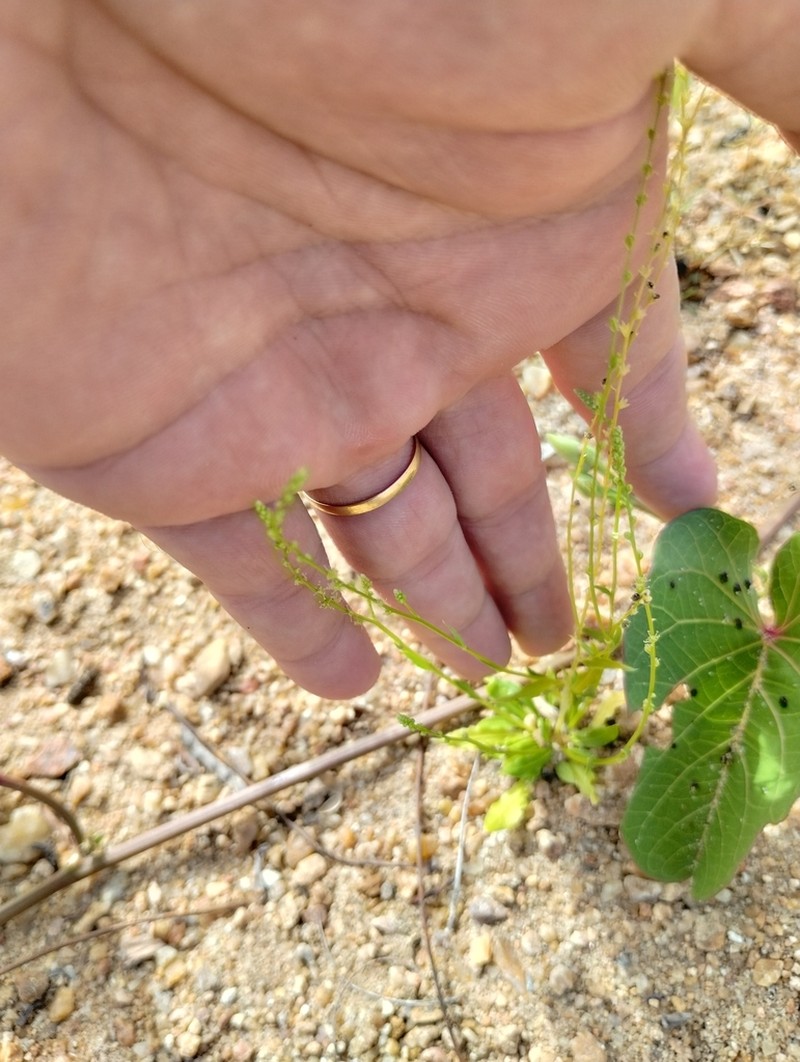 Microtea celosioides photo 4