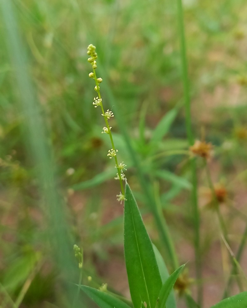 Microtea celosioides photo 5