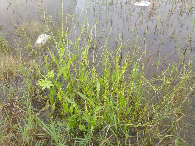 Microtea celosioides photo 6