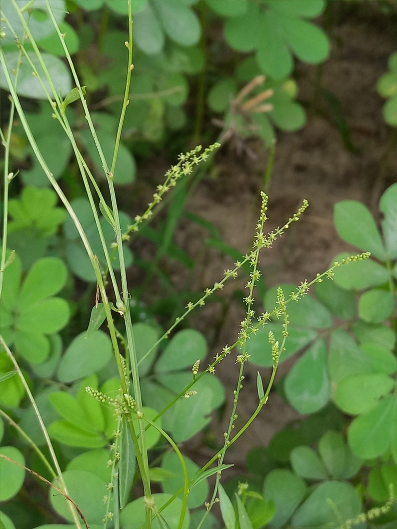 Microtea celosioides photo 7