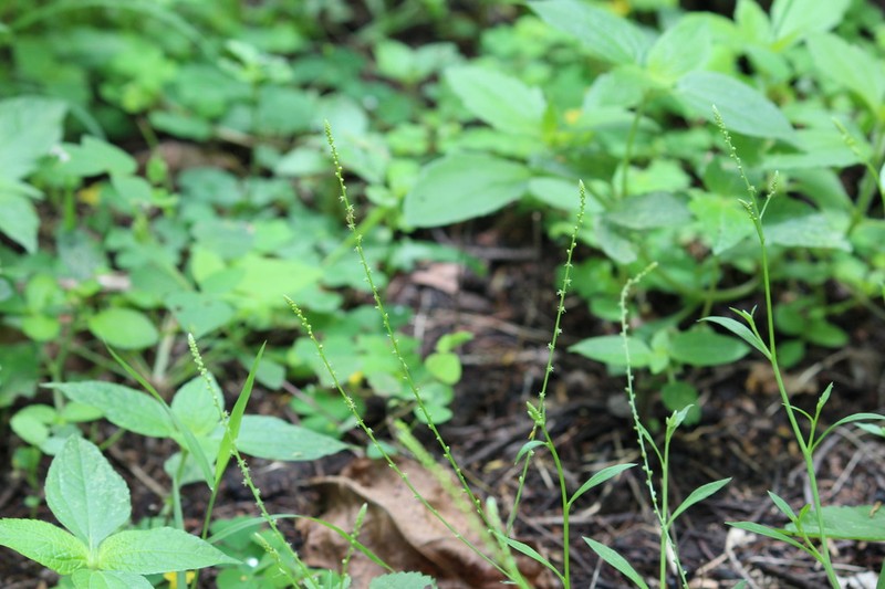 Microtea celosioides photo 8