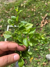 Weak Jumby Pepper