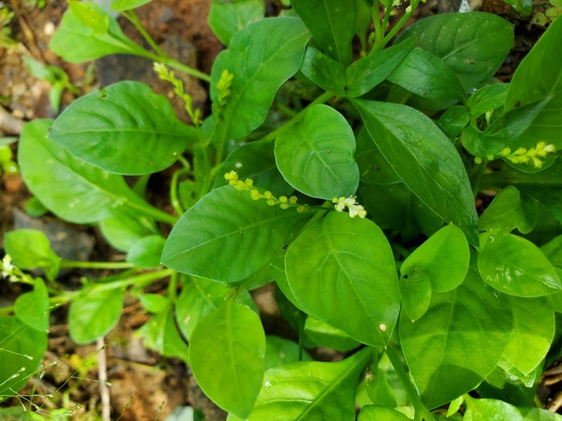 Weak Jumby Pepper photo 5