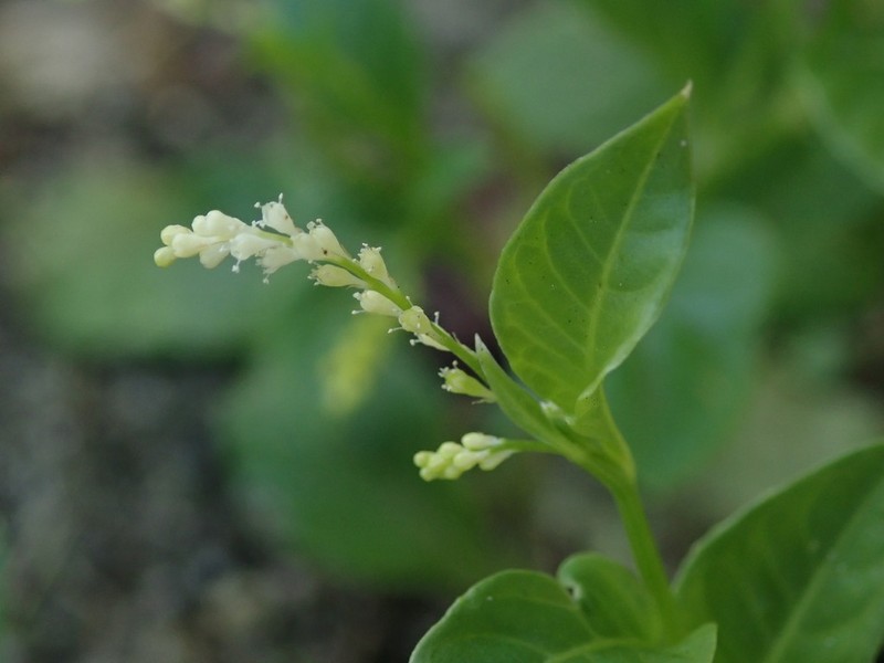 Weak Jumby Pepper photo 7