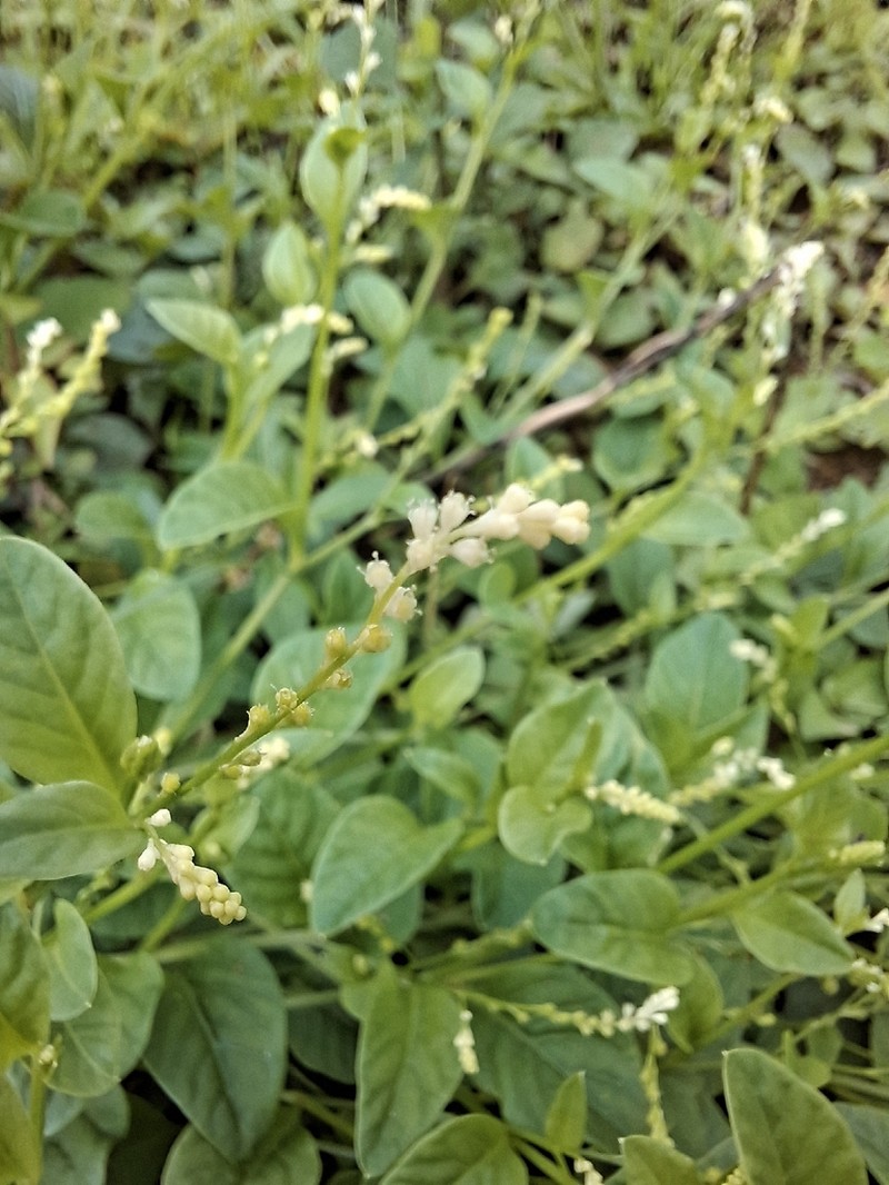 Weak Jumby Pepper photo 8