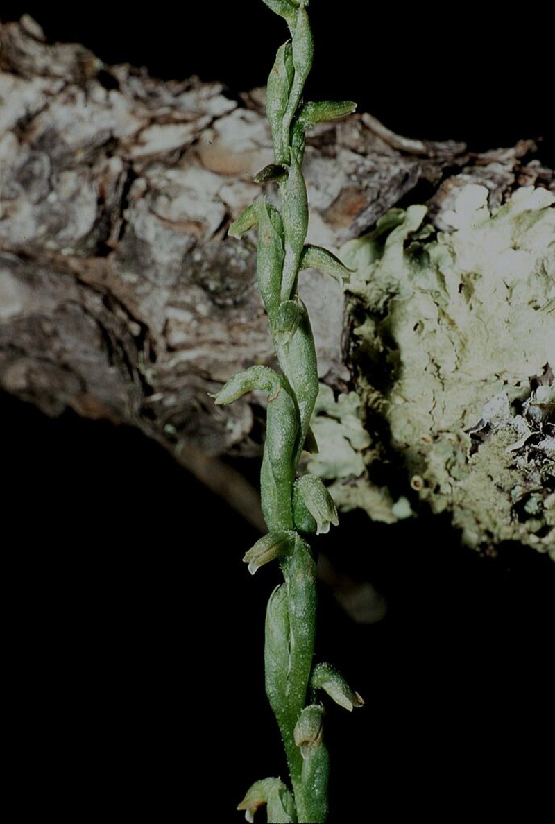 Microthelys rubrocalosa