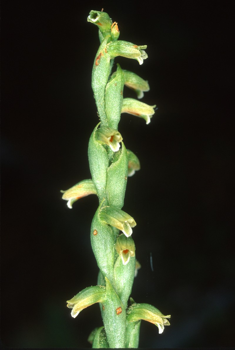 Microthelys rubrocalosa photo 2