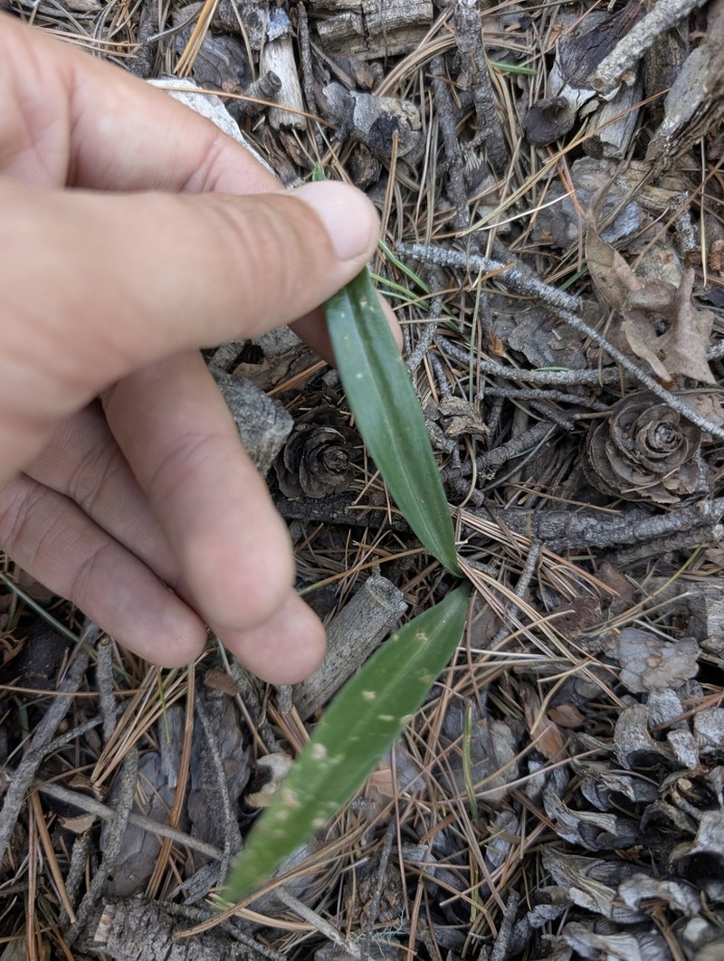 Microthelys rubrocalosa photo 4