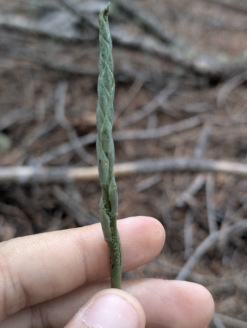 Microthelys rubrocalosa photo 6