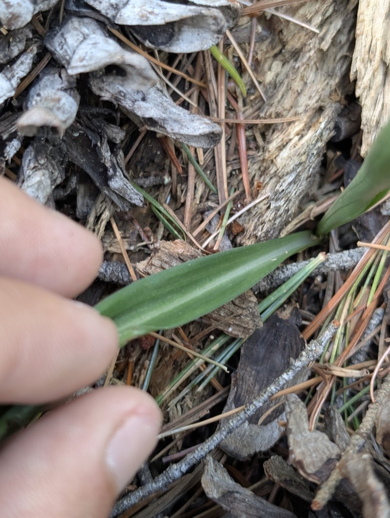 Microthelys rubrocalosa photo 7