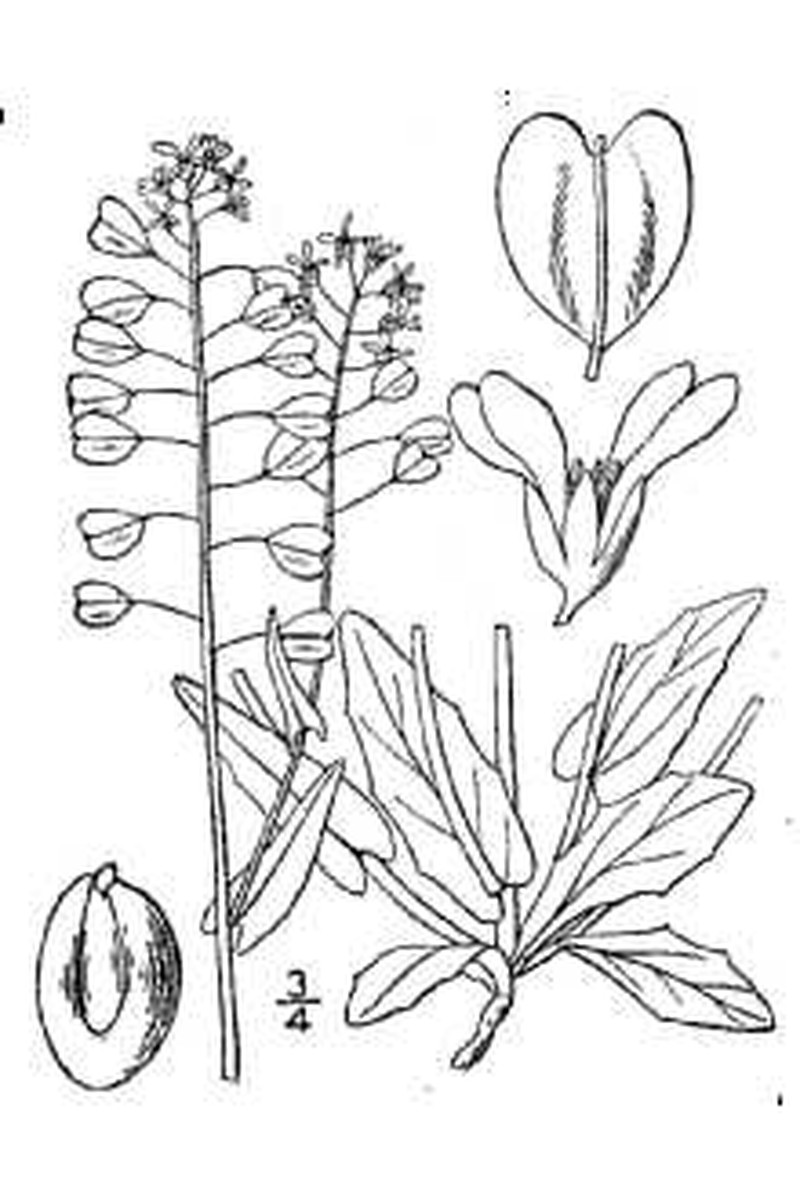 Claspleaf Pennycress
