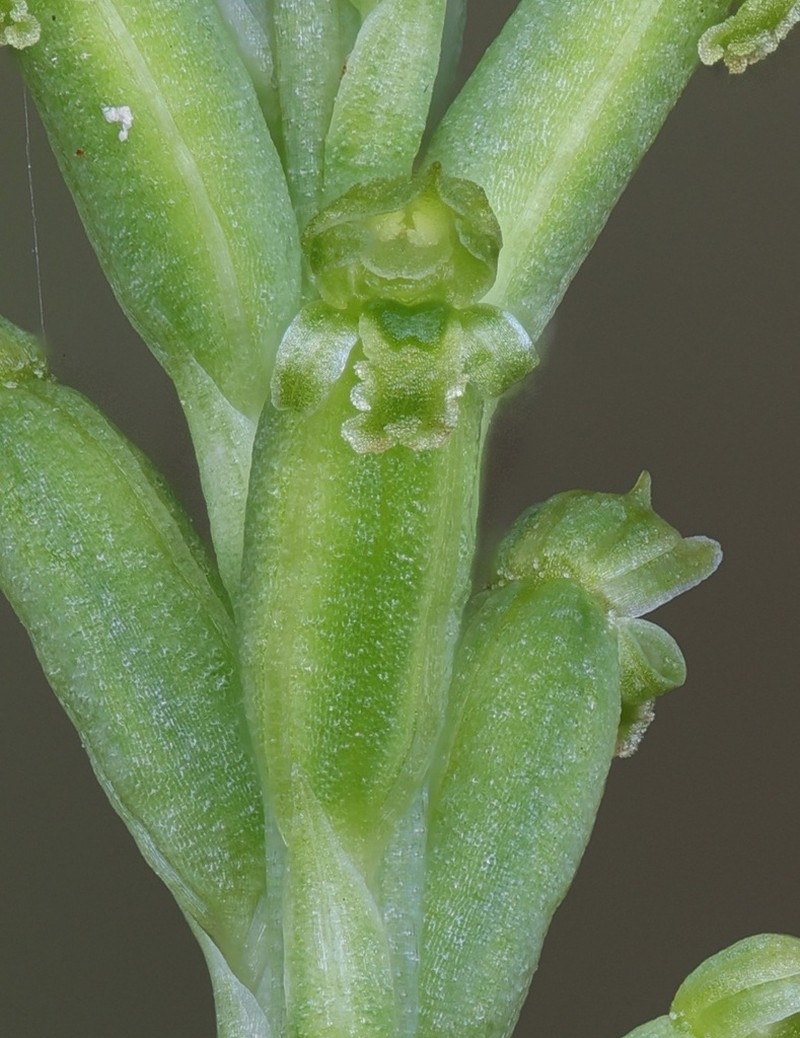 Microtis gracilenta photo 2