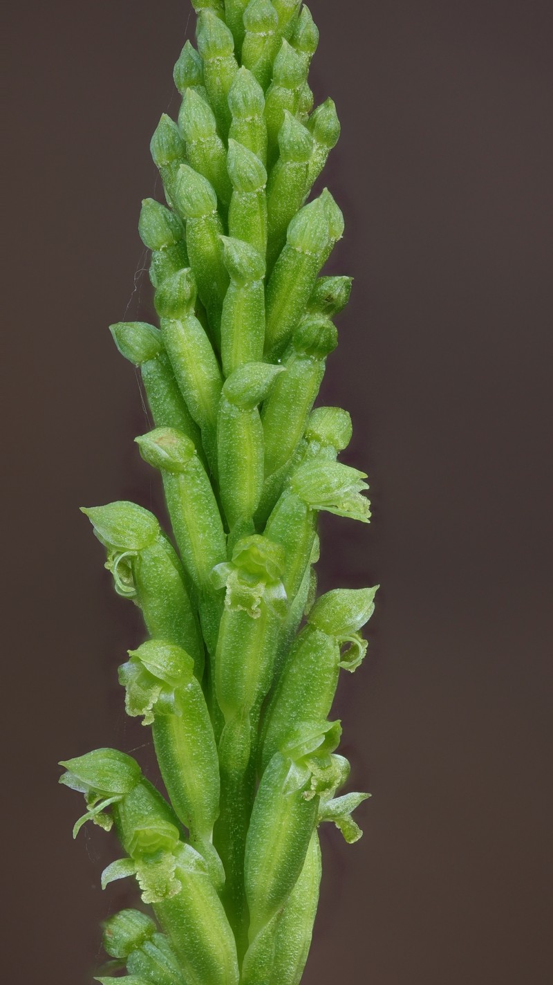 Microtis gracilenta photo 3
