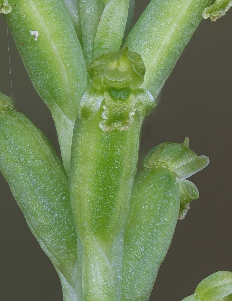 Microtis gracilenta photo 4