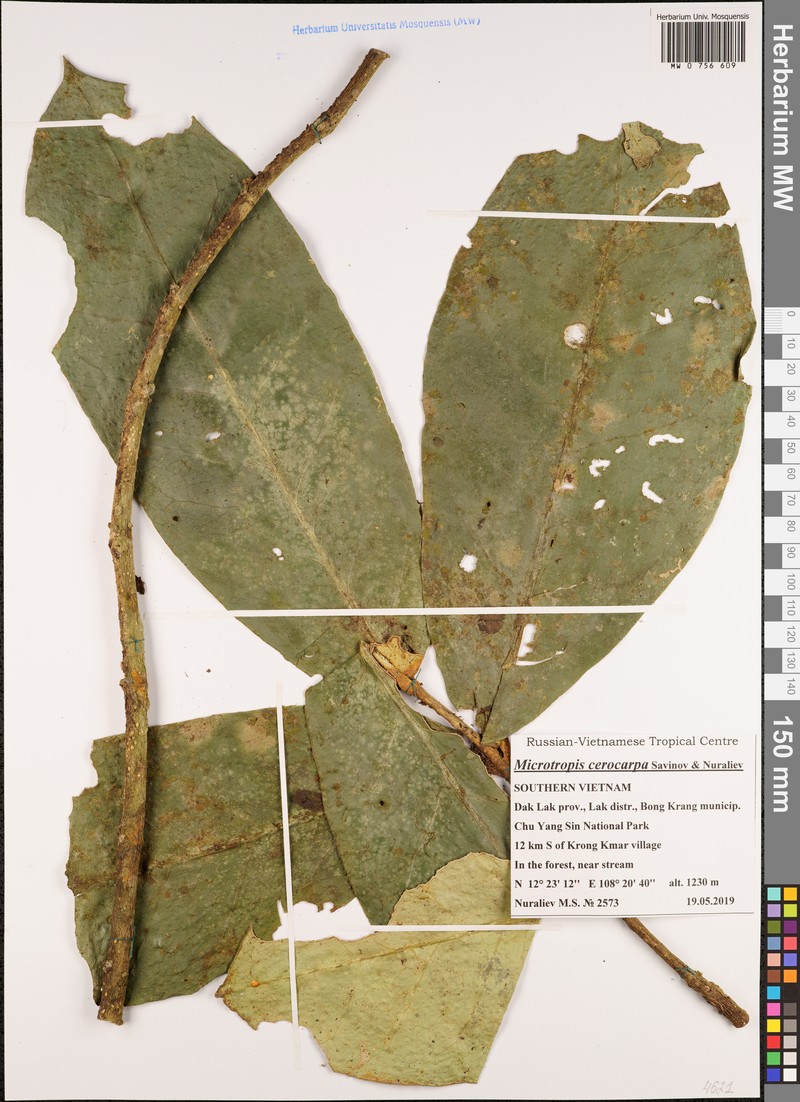 Microtropis cerocarpa