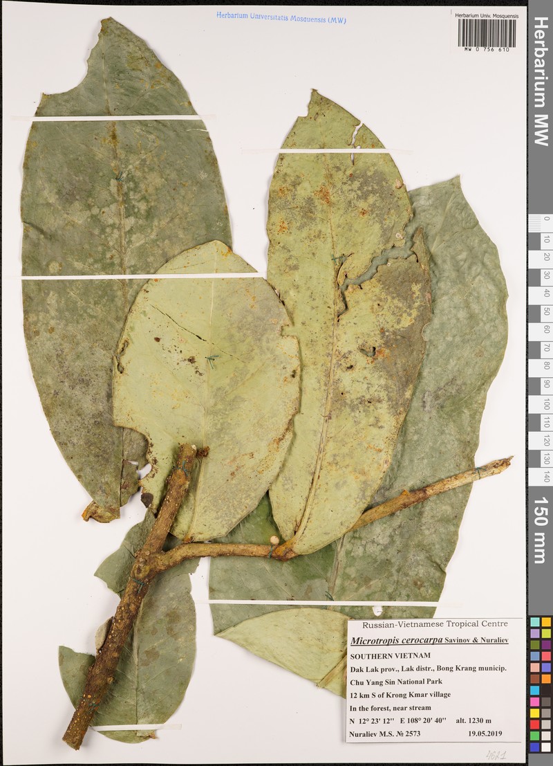 Microtropis cerocarpa photo 2