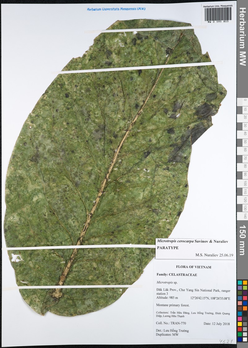 Microtropis cerocarpa photo 3