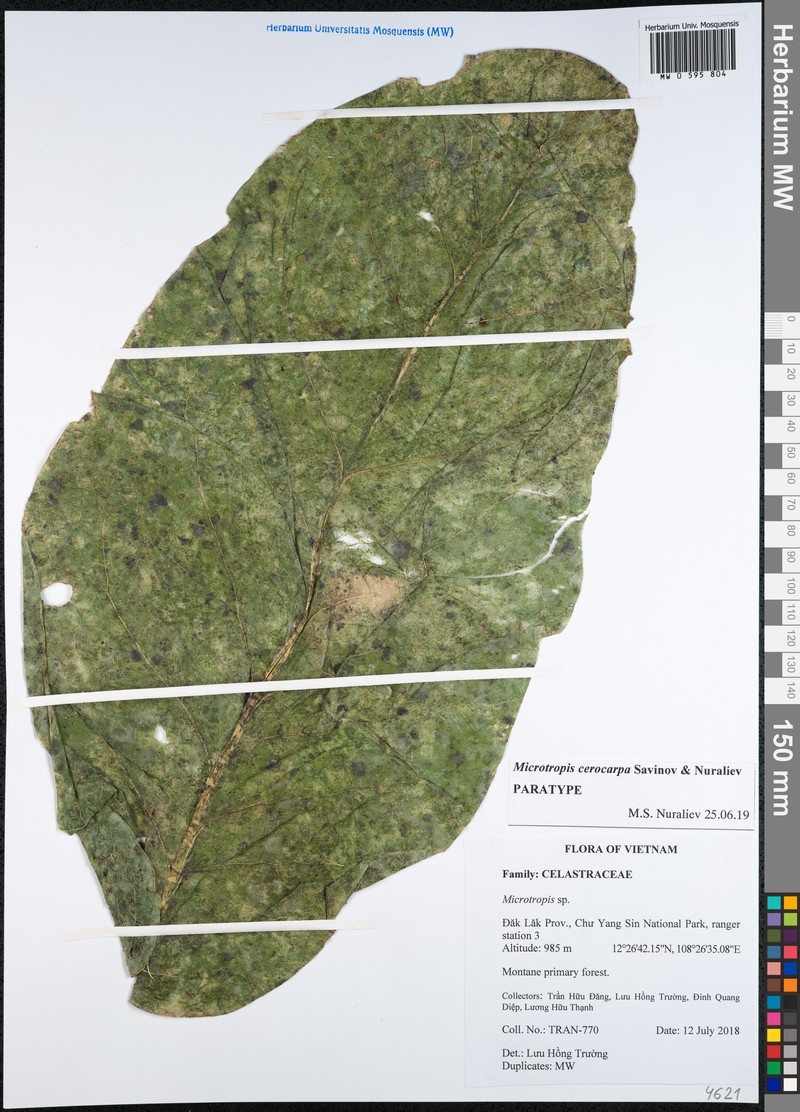 Microtropis cerocarpa photo 4