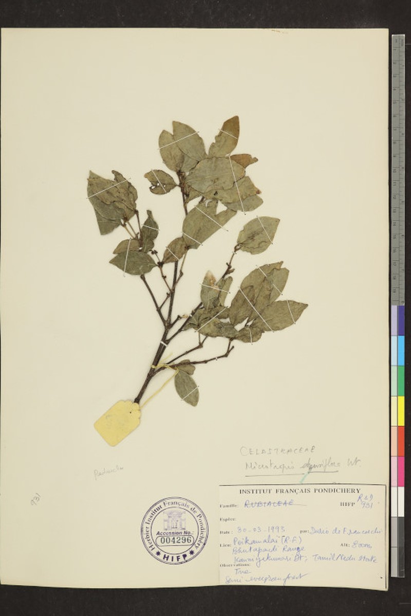 Microtropis microcarpa var. densiflora