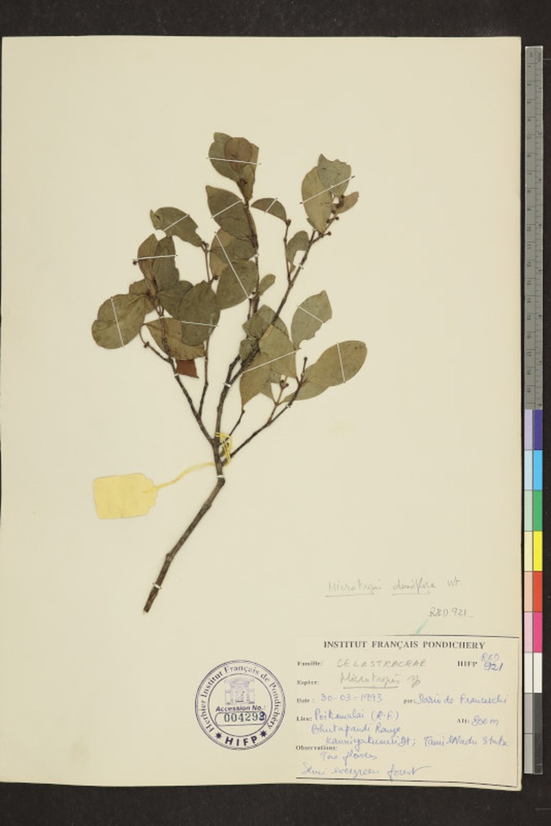 Microtropis microcarpa var. densiflora photo 2