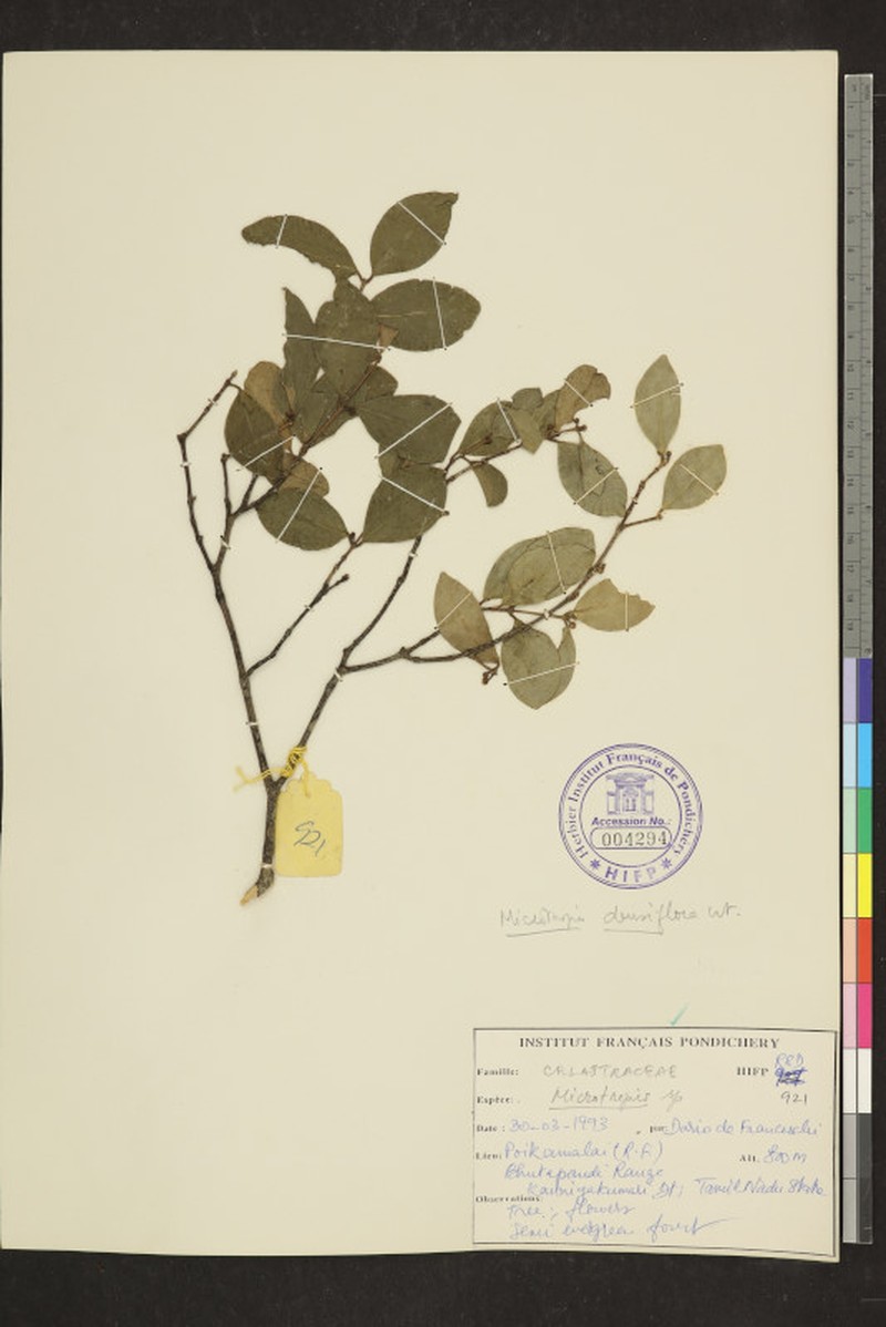 Microtropis microcarpa var. densiflora photo 3