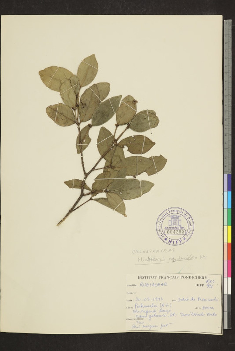 Microtropis microcarpa var. densiflora photo 4