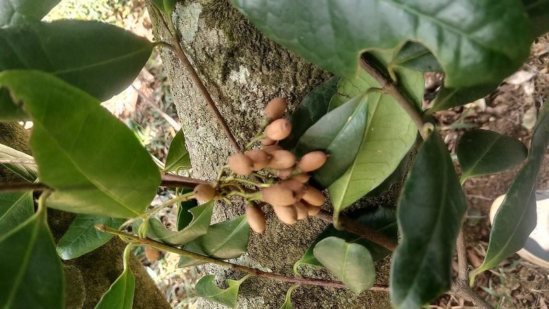 Microtropis ramiflora photo 3