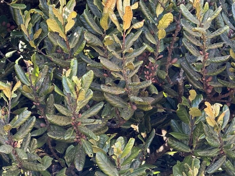 Microtropis ramiflora photo 4