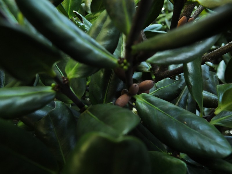 Microtropis ramiflora photo 5
