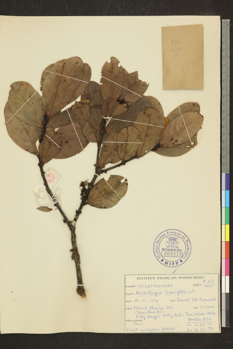 Microtropis ramiflora photo 6