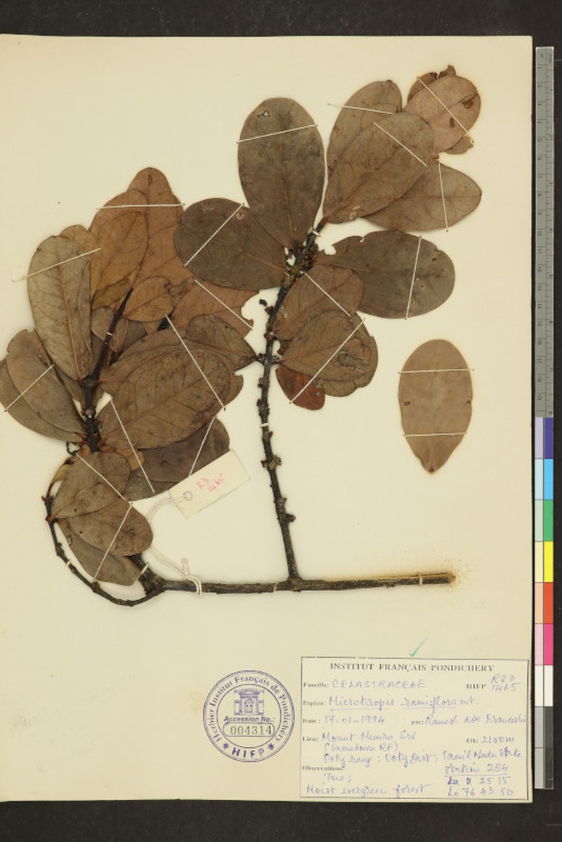 Microtropis ramiflora photo 7