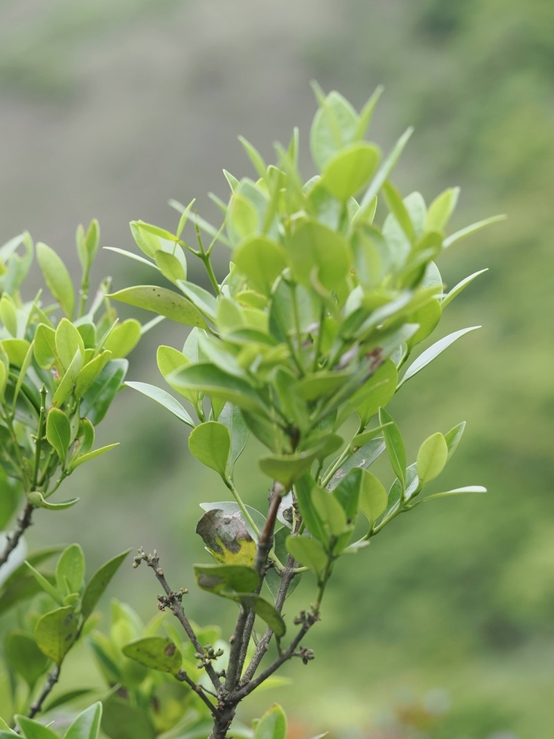 Microtropis reticulata photo 2