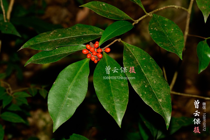 Microtropis reticulata photo 3