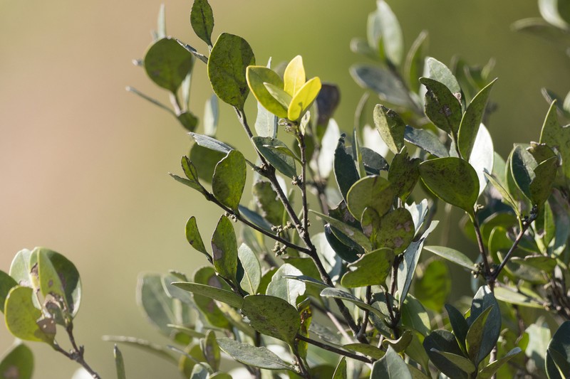 Microtropis reticulata photo 4