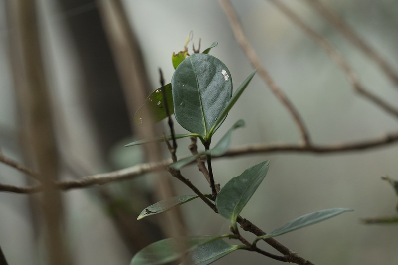 Microtropis reticulata photo 5