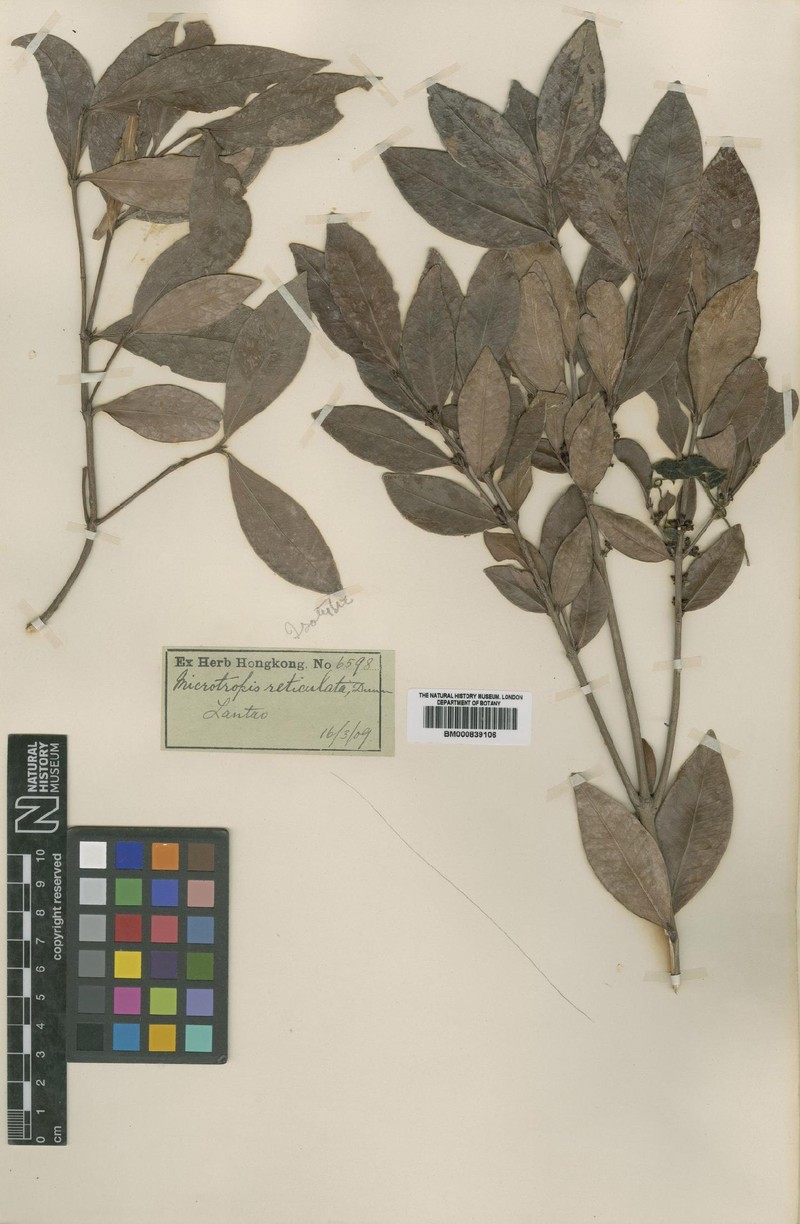 Microtropis reticulata photo 6