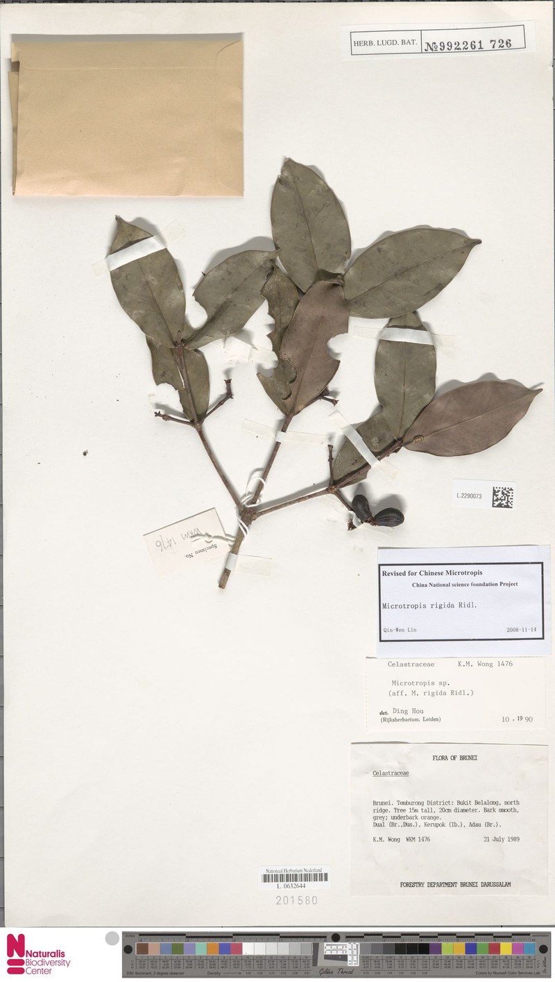 Microtropis rigida