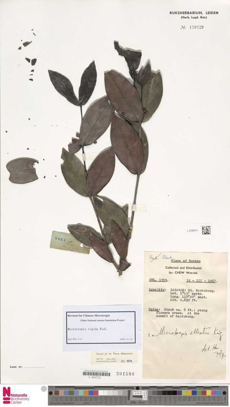 Microtropis rigida photo 2