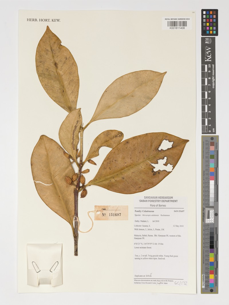 Microtropis sabahensis