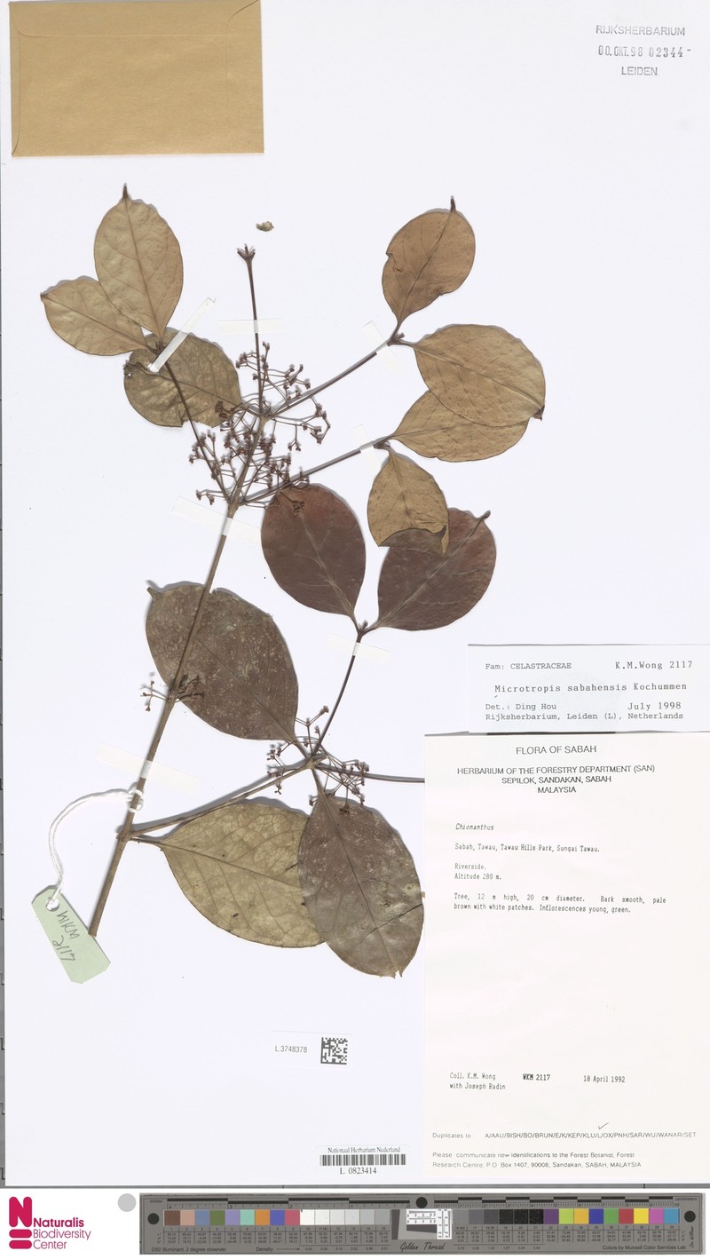 Microtropis sabahensis photo 2