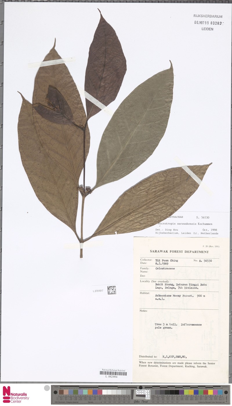Microtropis sarawakensis