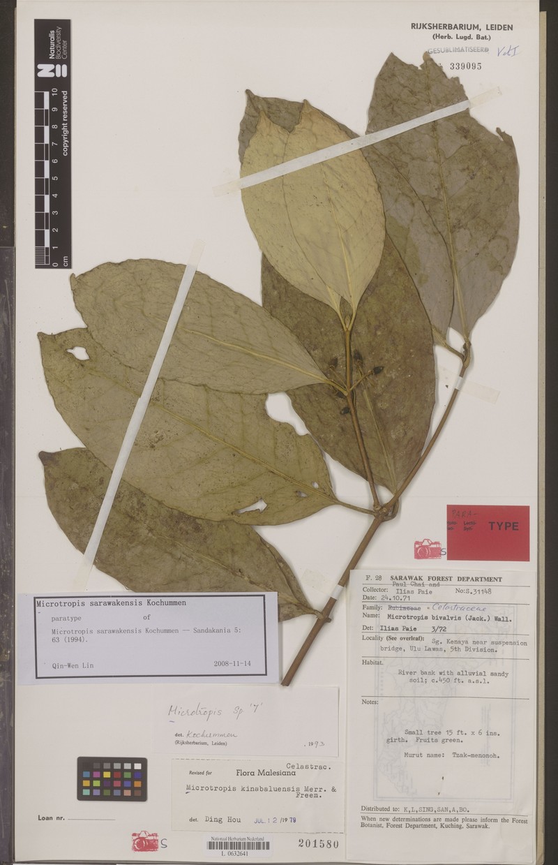 Microtropis sarawakensis photo 2