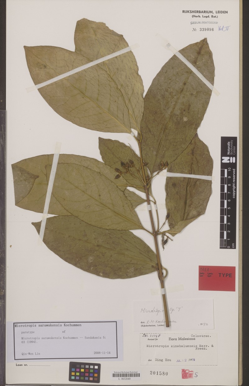 Microtropis sarawakensis photo 3