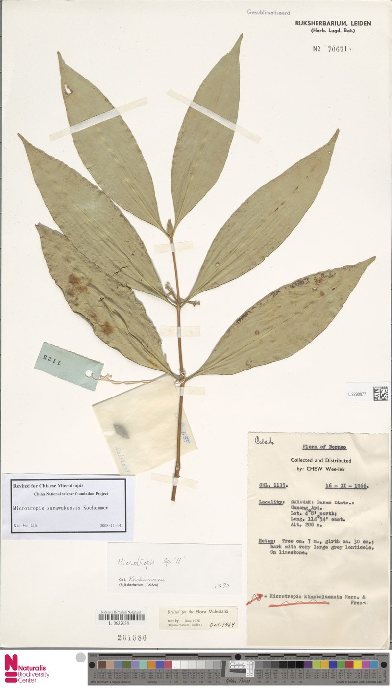 Microtropis sarawakensis photo 4