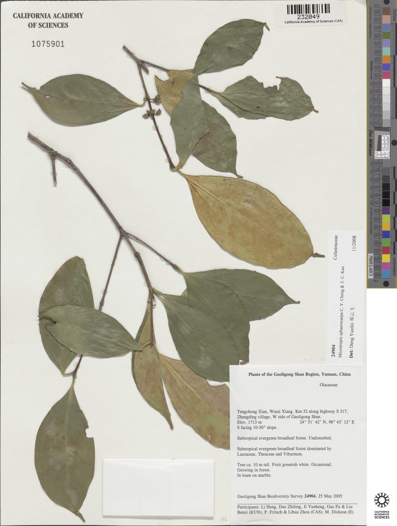 Microtropis sphaerocarpa